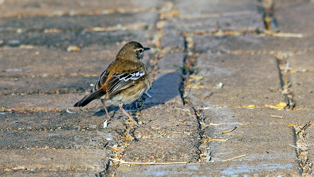 White-browed Scrub Robin [Cercotrichas leucophrys leucophrys]