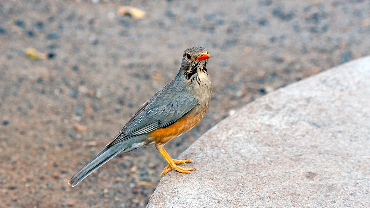 Kurrichane Thrush [Turdus libonyana libonyana]