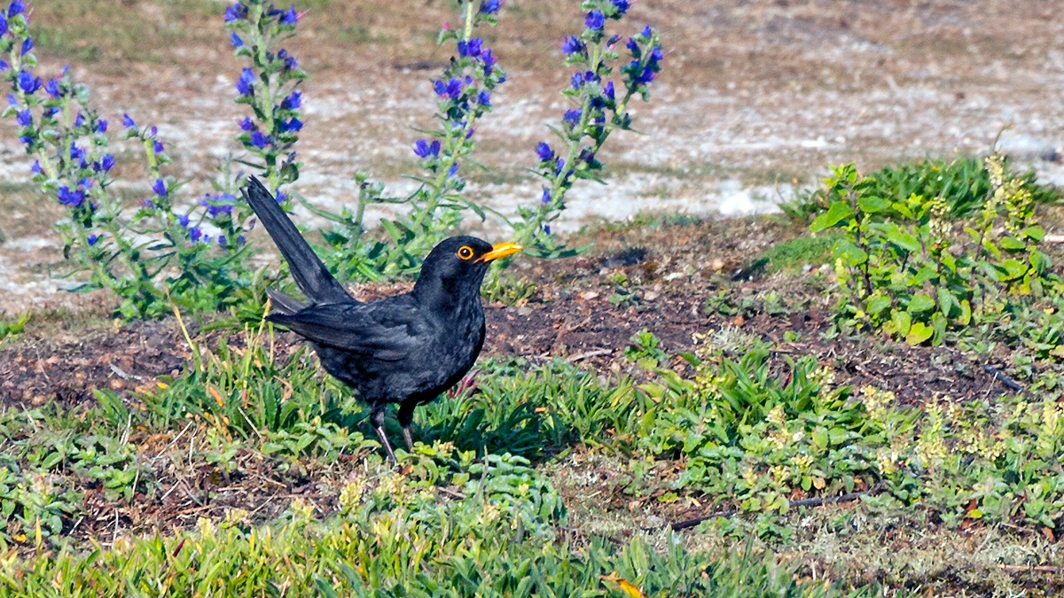 Common Blackbird [Turdus merula merula]