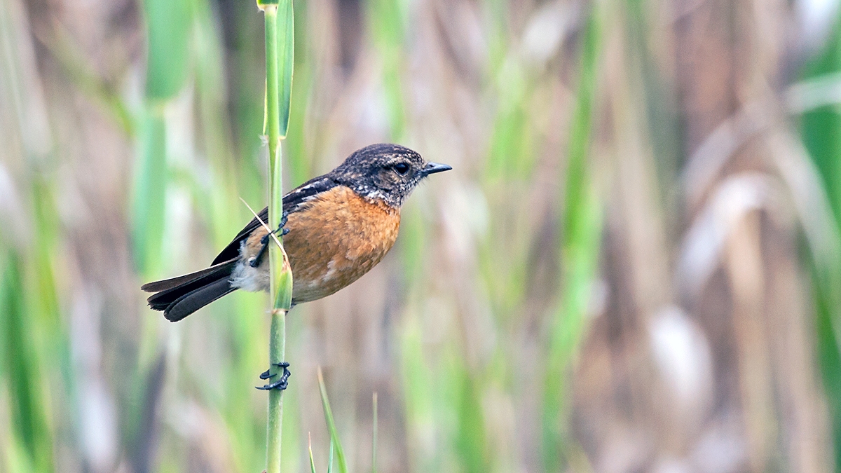African Stonechat [Saxicola torquatus stonei]