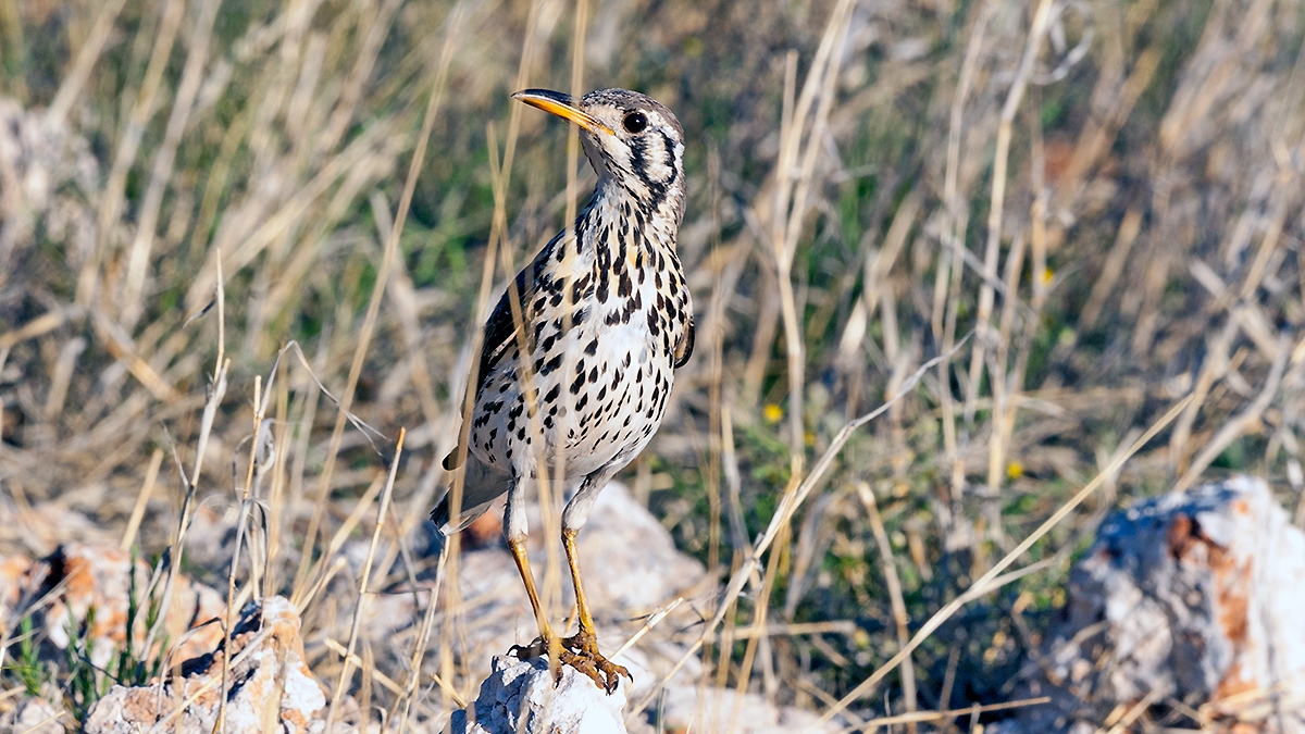 Groundscraper Thrush [Turdus litsitsirupa litsitsirupa]