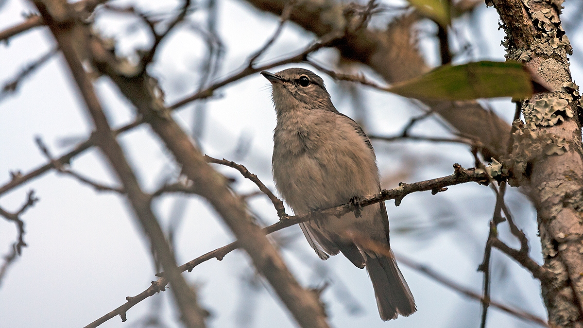Ashy Flycatcher [Fraseria caerulescens vulturna]