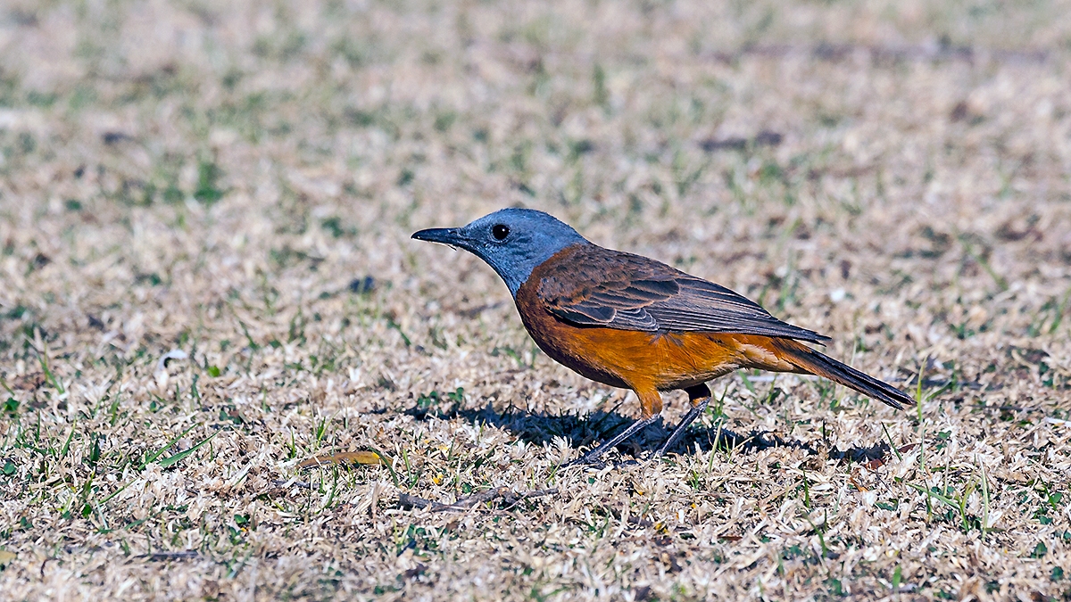 Cape Rock Thrush [Monticola rupestris]