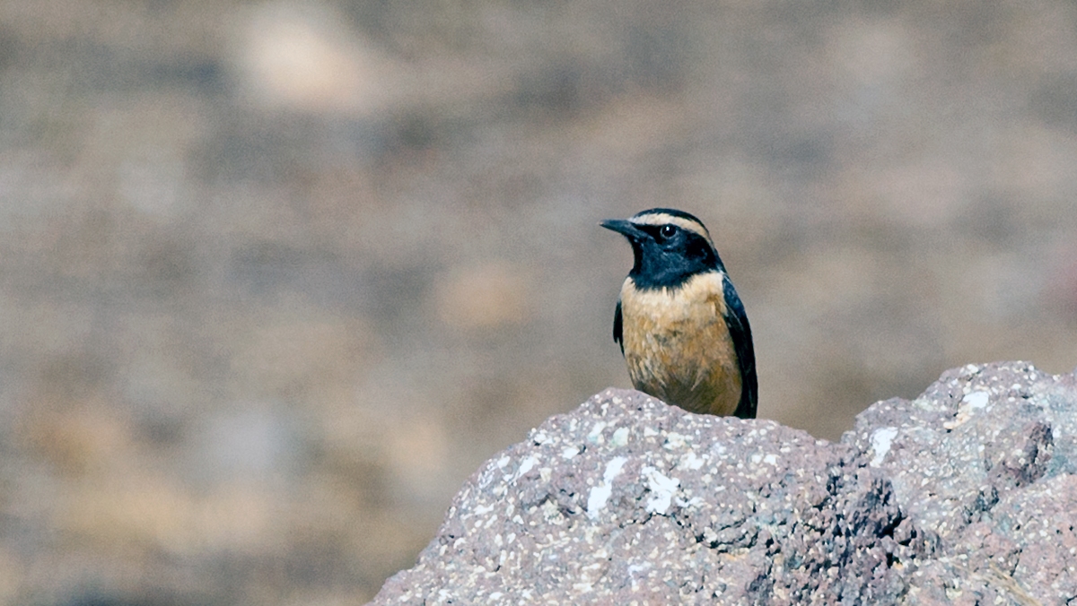 Buff-streaked Chat [Campicoloides bifasciatus]