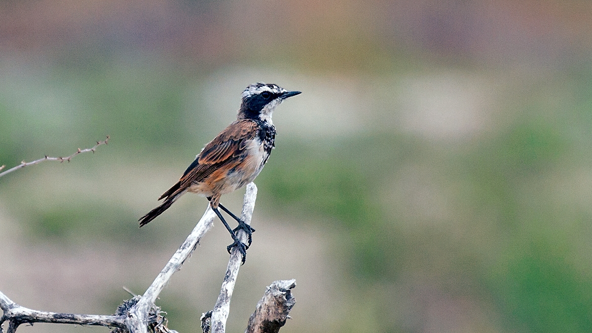 Capped Wheatear [Oenanthe pileata neseri]