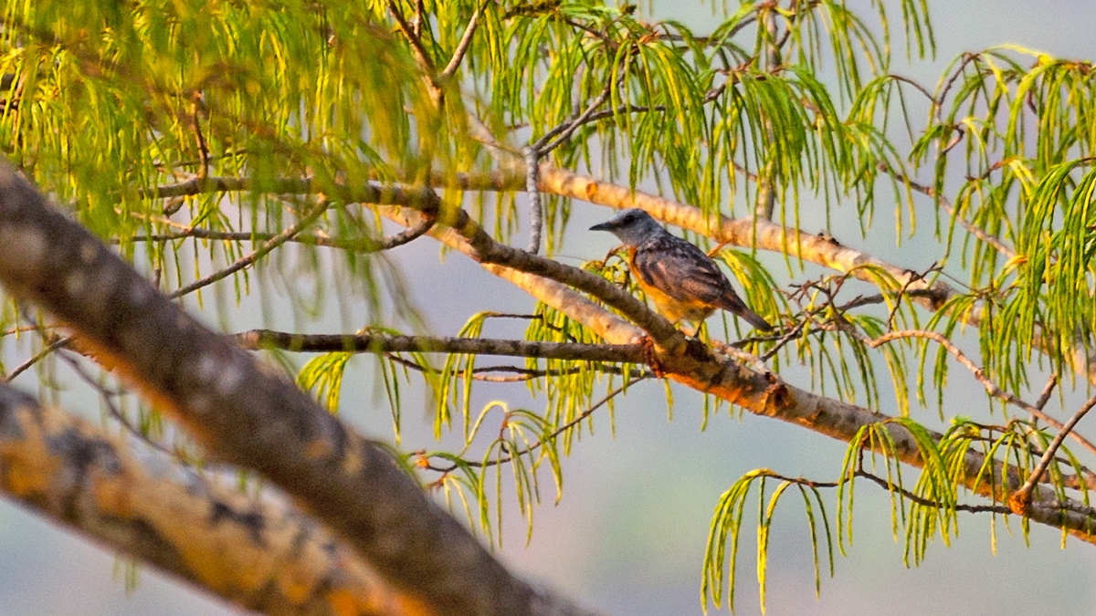 Miombo Rock Thrush [Monticola angolensis angolensis]