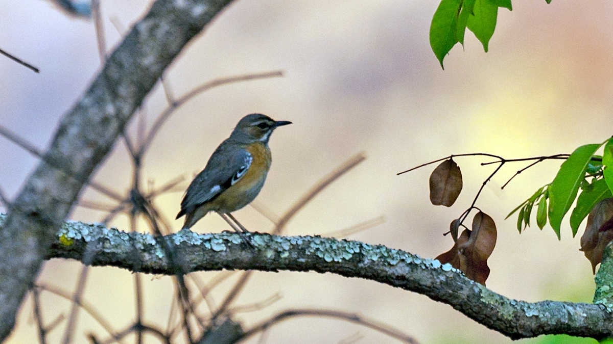 Miombo Scrub Robin [Tychaedon barbata]