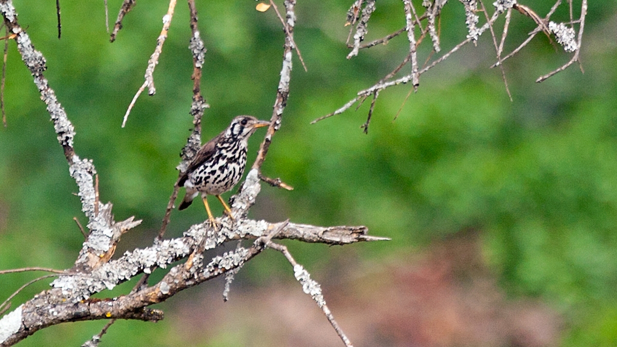 Groundscraper Thrush [Turdus litsitsirupa stierlingi]