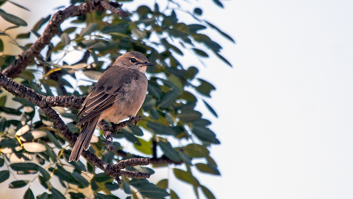 Pale Flycatcher [Agricola pallidus divisus]