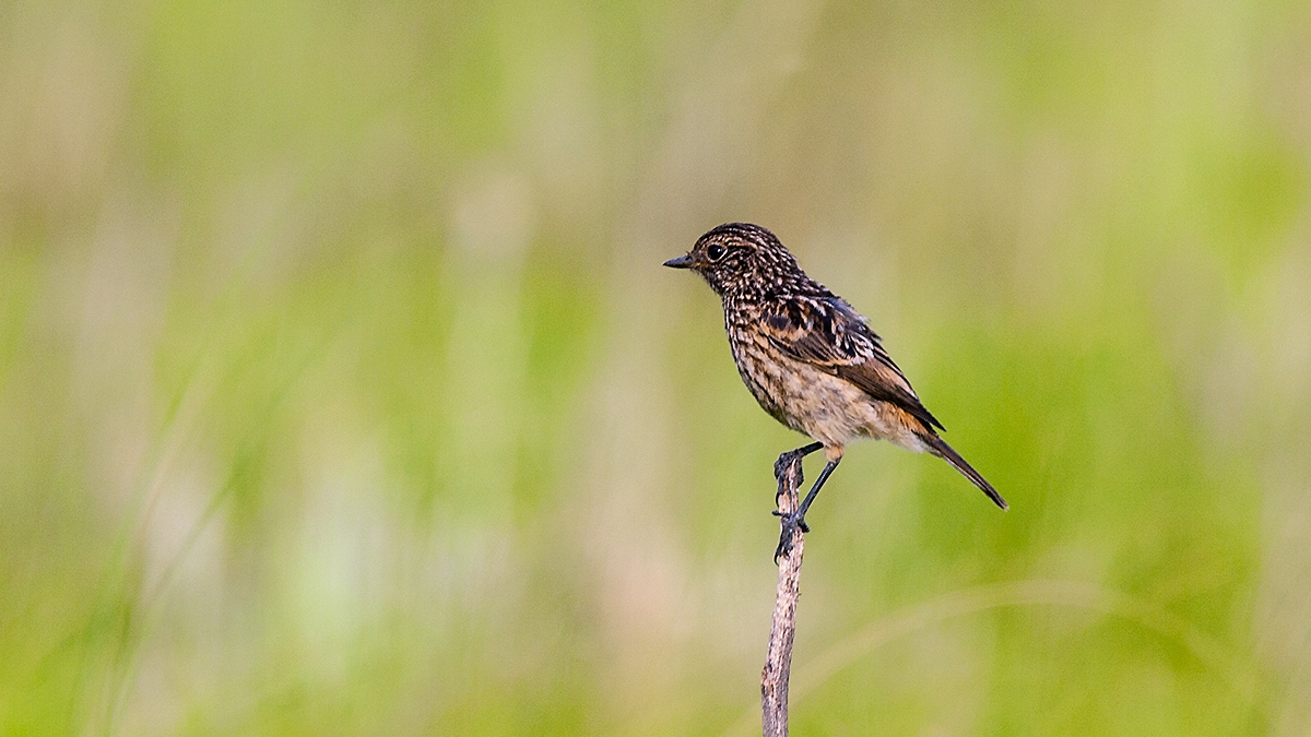 African Stonechat [Saxicola torquatus stonei]