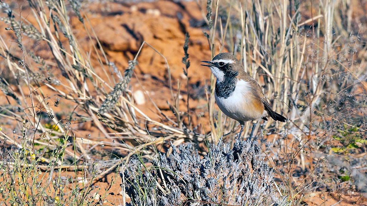 Capped Wheatear [Oenanthe pileata neseri]