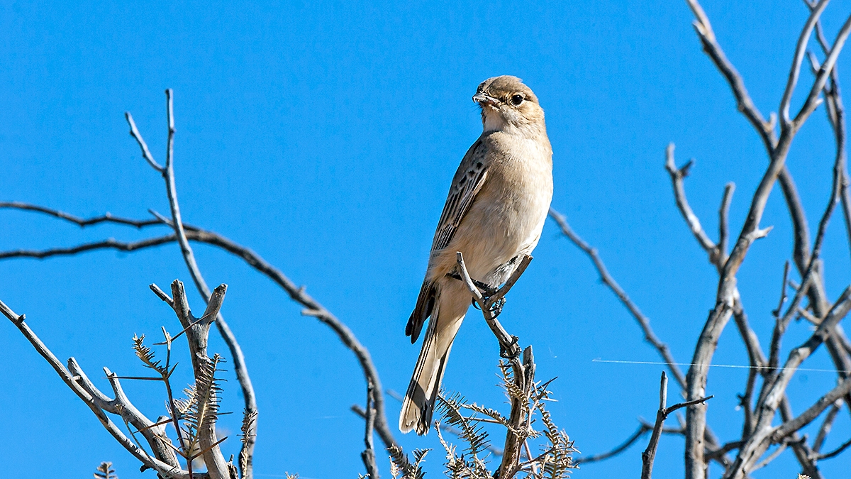 Chat Flycatcher [Agricola infuscatus namaquensis]