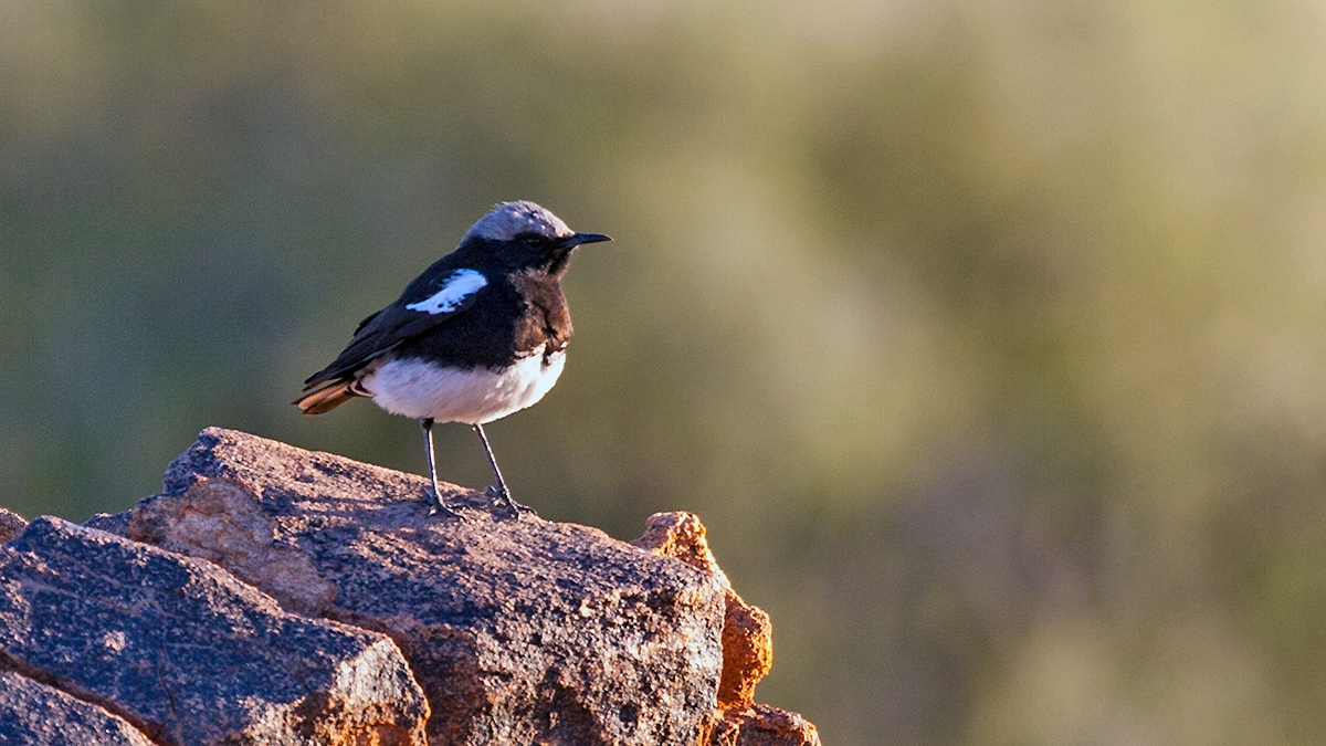 Mountain Wheatear [Myrmecocichla monticola monticola]