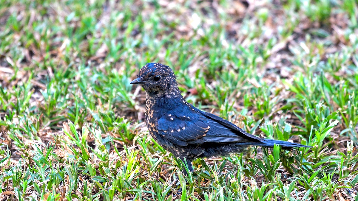 Southern Black Flycatcher [Melaenornis pammelaina pammelaina]