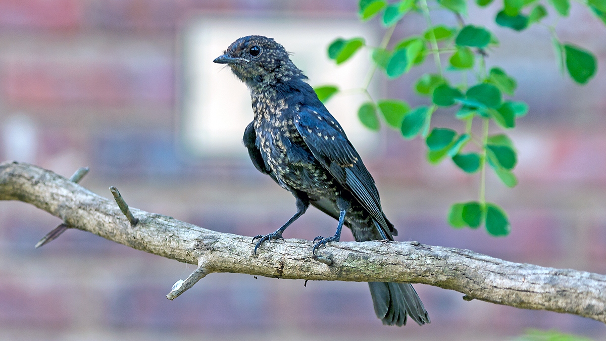 Southern Black Flycatcher [Melaenornis pammelaina pammelaina]
