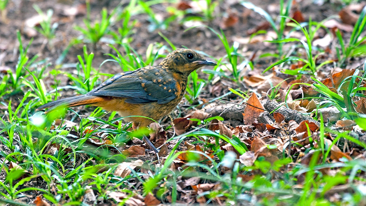 White-browed Robin-Chat [Cossypha heuglini heuglini]