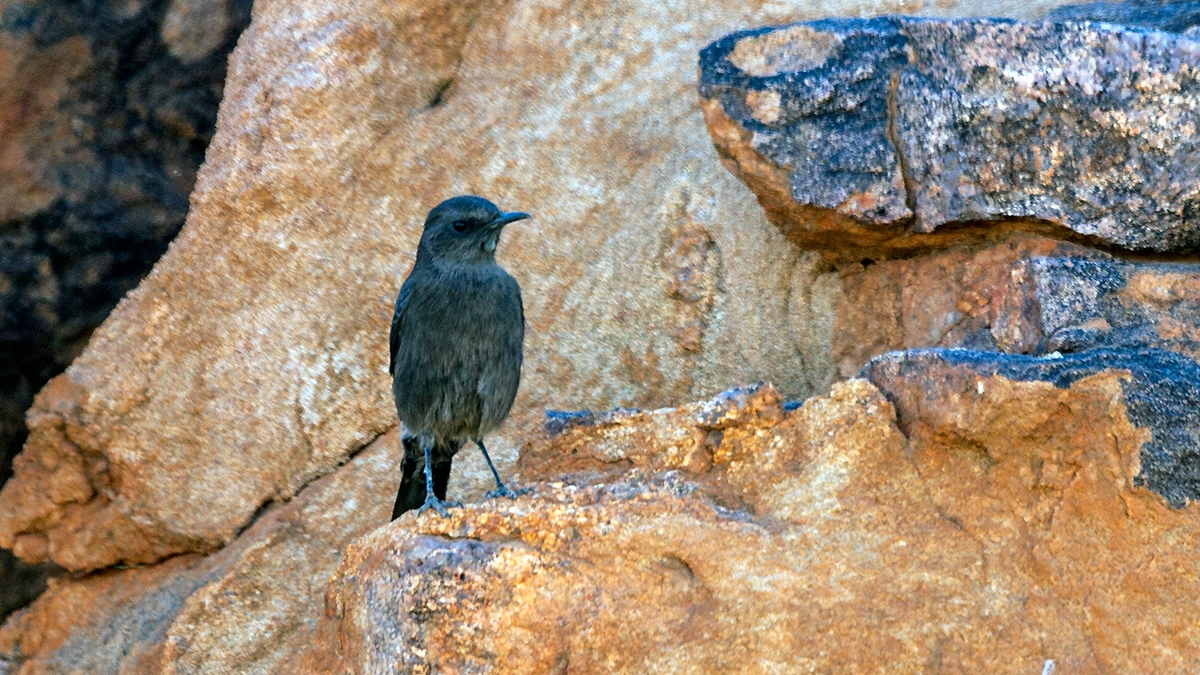 Mountain Wheatear [Myrmecocichla monticola monticola]