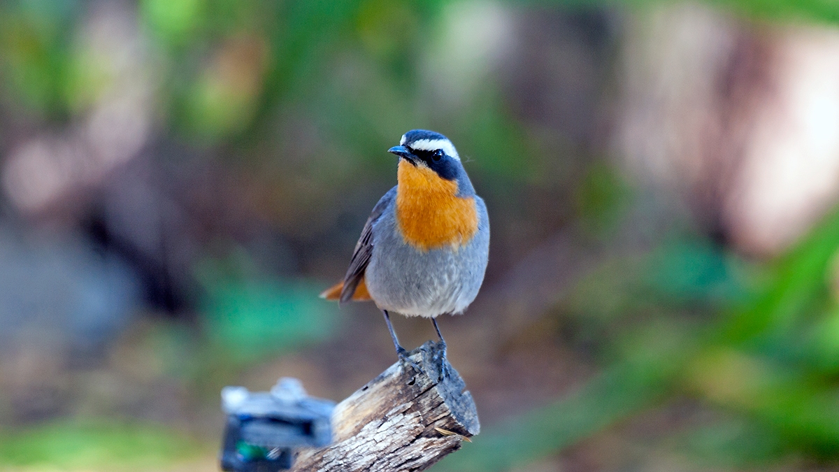 Cape Robin-Chat [Dessonornis caffer namaquensis]