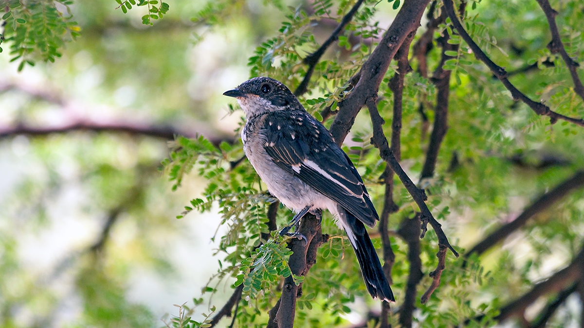 Fiscal Flycatcher [Sigelus silens silens]