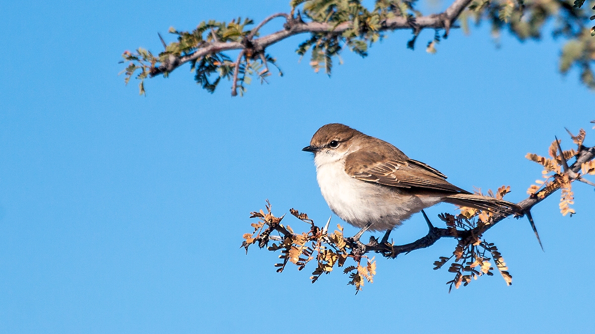 Marico Flycatcher [Bradornis mariquensis acaciae]