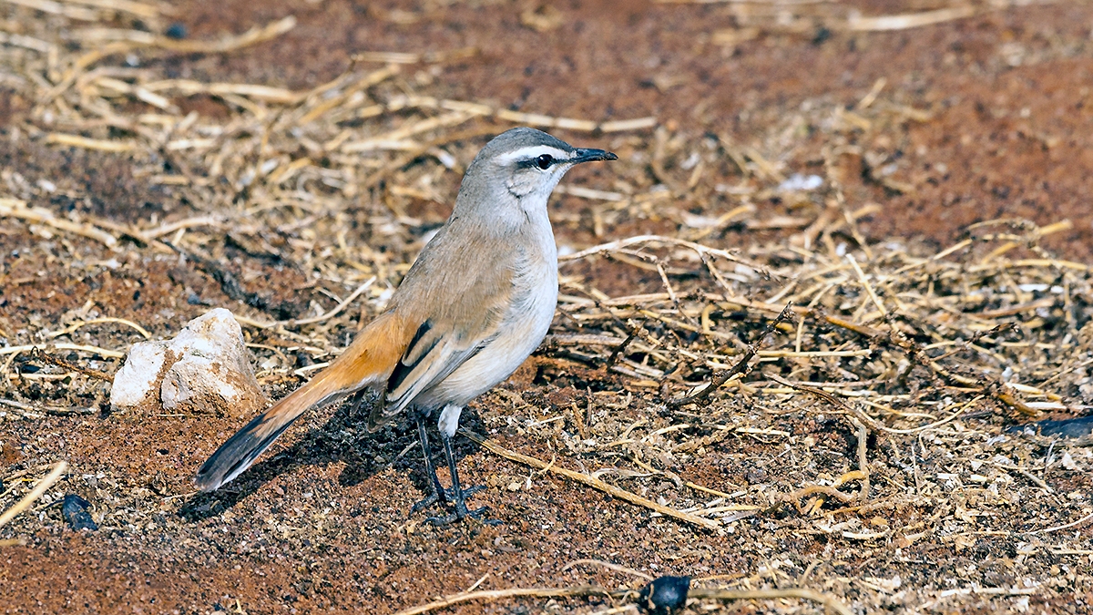 Kalahari Scrub Robin [Cercotrichas paena paena]