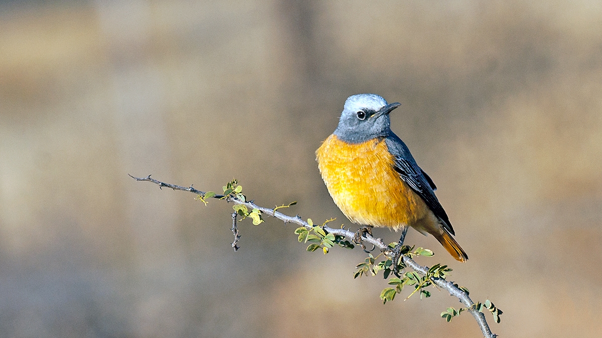 Short-toed Rock Thrush [Monticola brevipes brevipes]