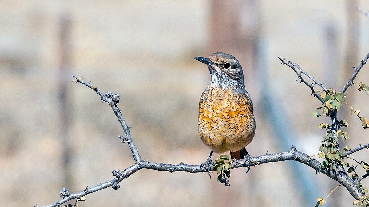 Short-toed Rock Thrush [Monticola brevipes brevipes]