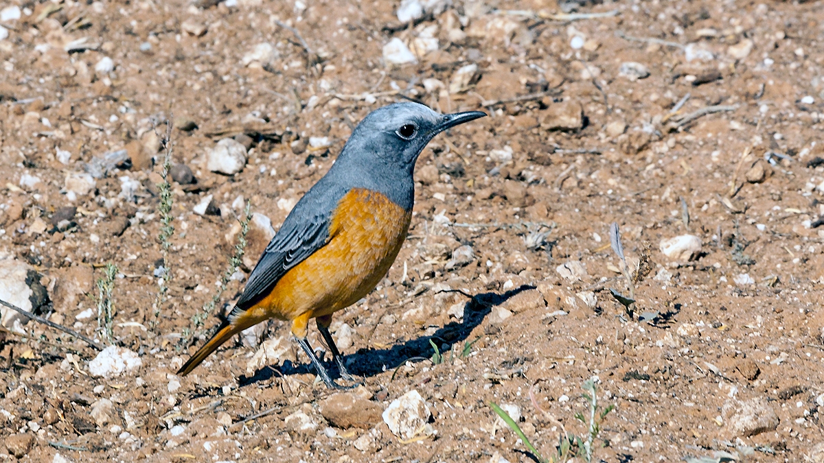Short-toed Rock Thrush [Monticola brevipes brevipes]