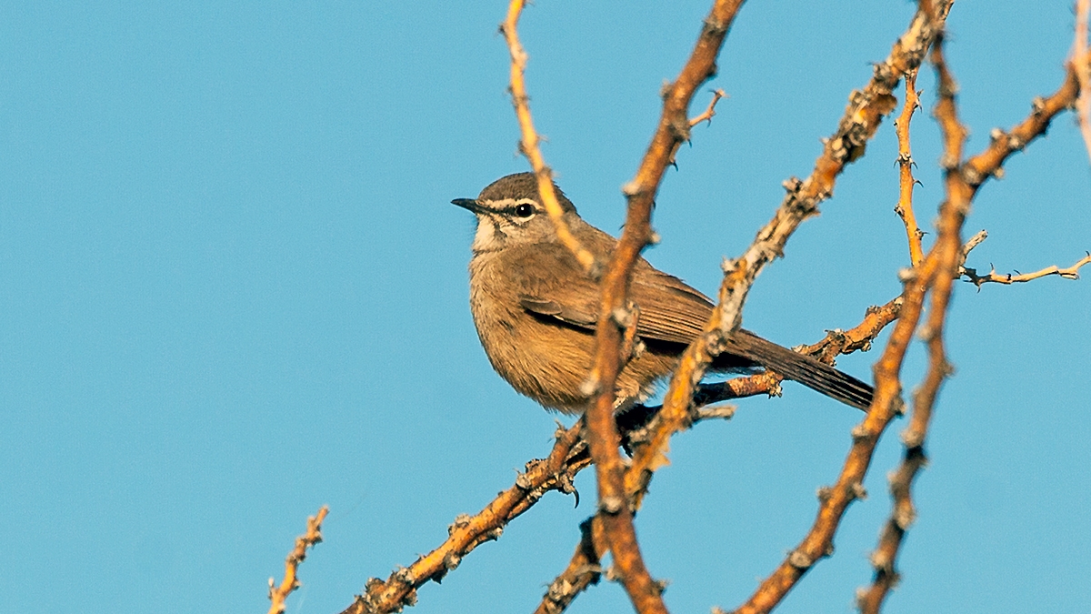 Karoo Scrub Robin [Tychaedon coryphoeus abboti]