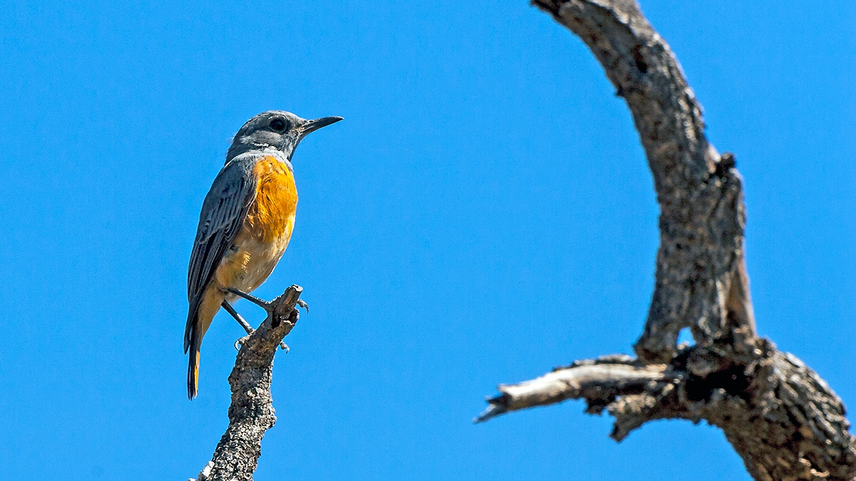 Short-toed Rock Thrush [Monticola brevipes pretoriae]