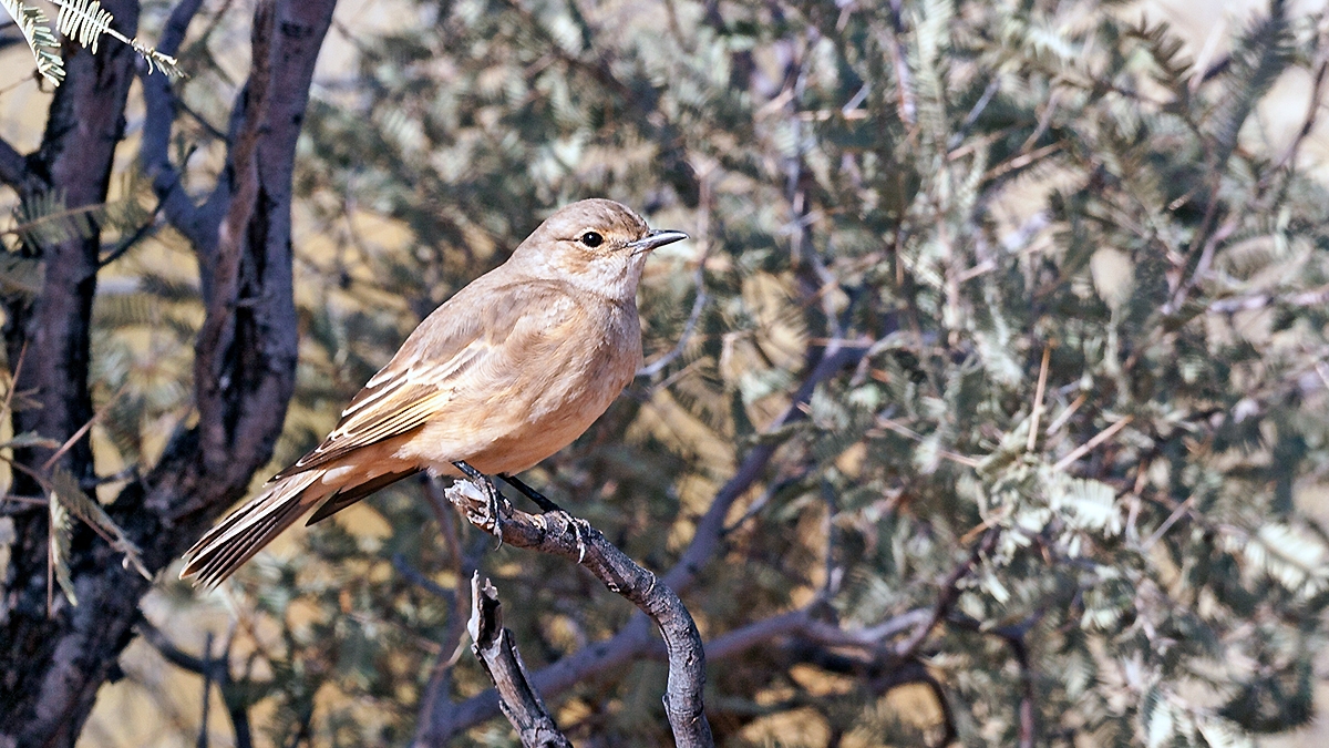 Chat Flycatcher [Agricola infuscatus namaquensis]