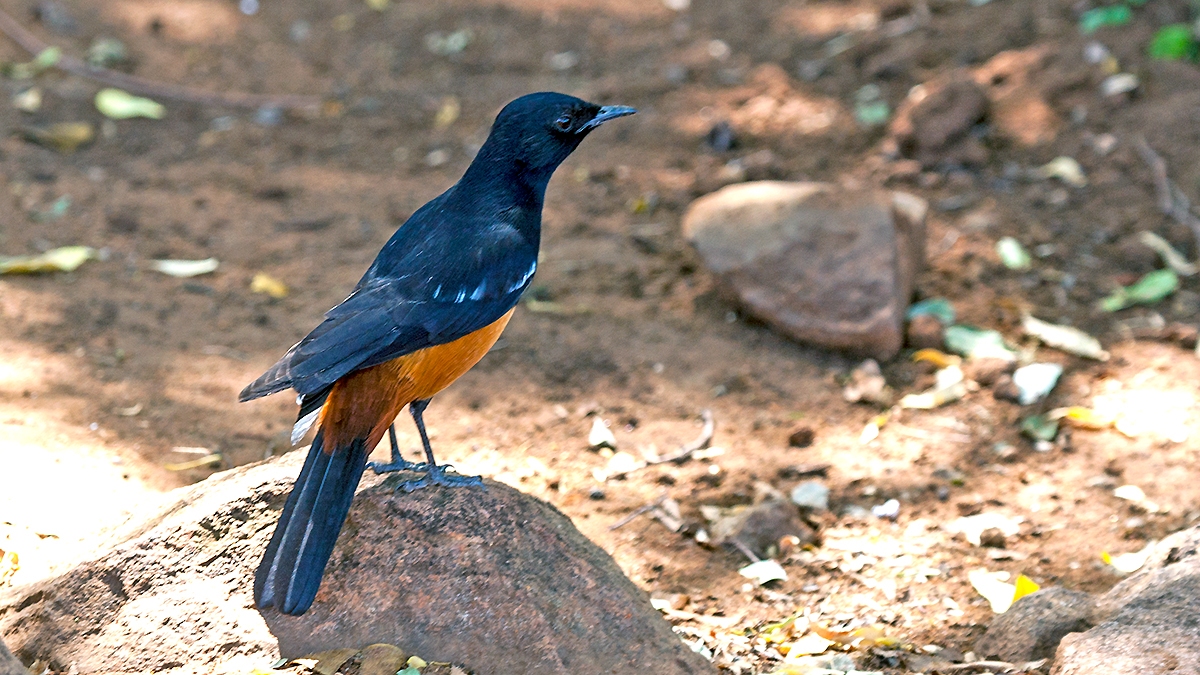 Mocking Cliff Chat [Thamnolaea cinnamomeiventris cinnamomeiventris]