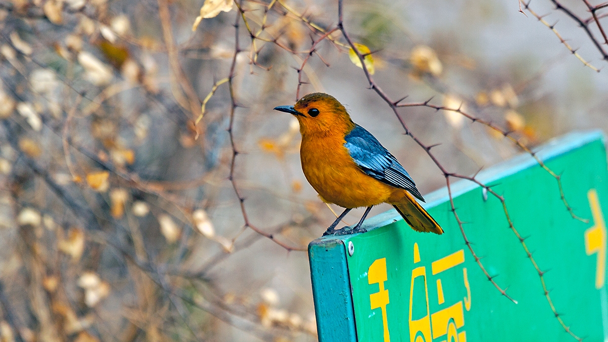 Red-capped Robin-Chat [Cossypha natalensis natalensis]