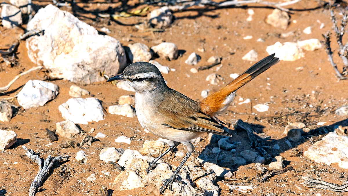 Kalahari Scrub Robin [Cercotrichas paena paena]
