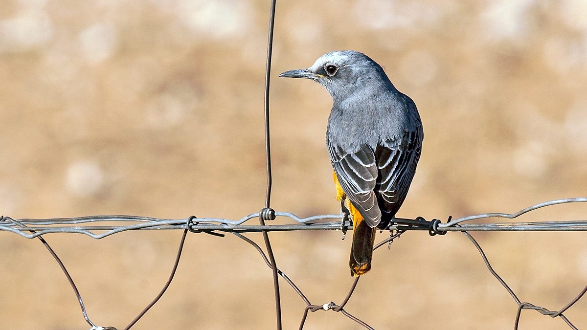 Short-toed Rock Thrush [Monticola brevipes brevipes]