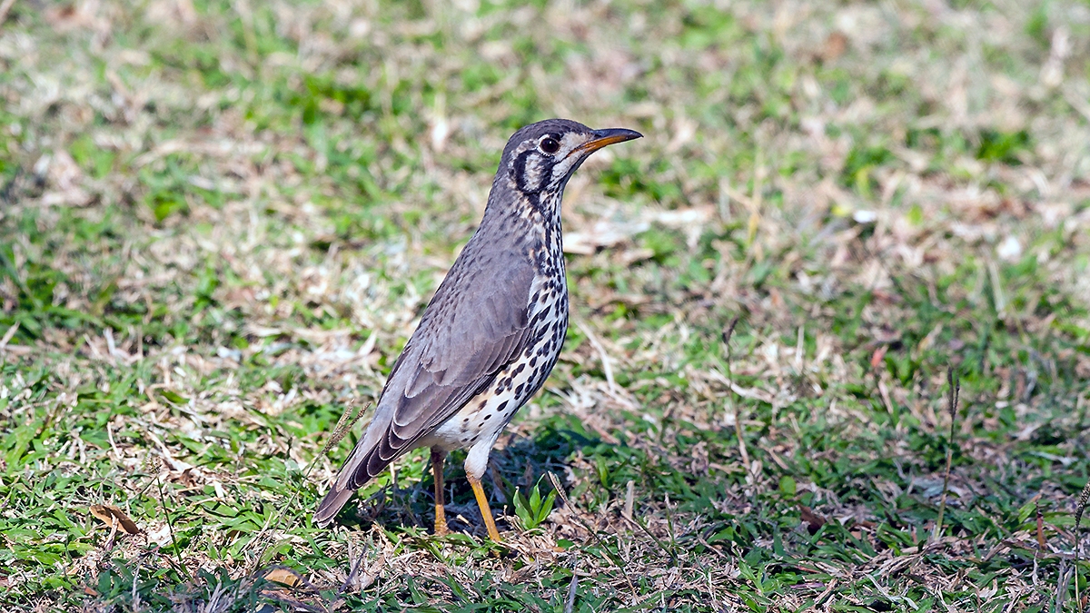 Groundscraper Thrush [Turdus litsitsirupa litsitsirupa]