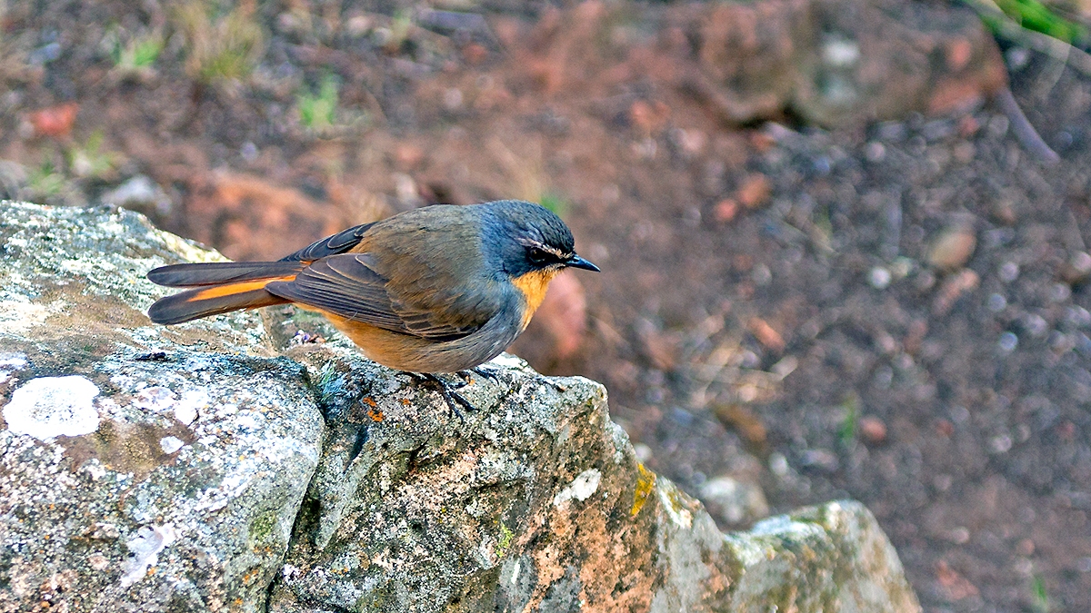 Cape Robin-Chat [Dessonornis caffer caffer]