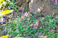 Orange-billed Nightingale-Thrush [Catharus aurantiirostris costaricensis] 
