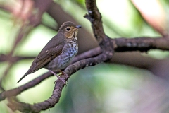 Swainson's Thrush [Catharus ustulatus ustulatus] 