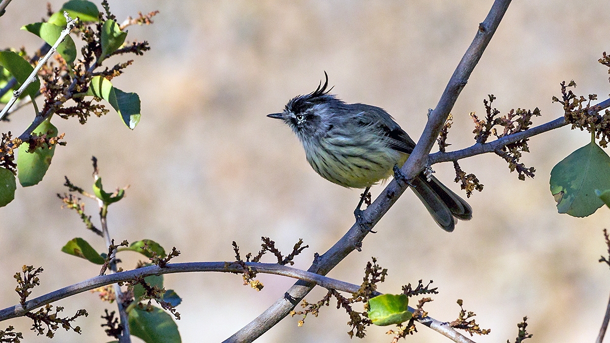 Tufted Tit-Tyrant [Anairetes parulus parulus]