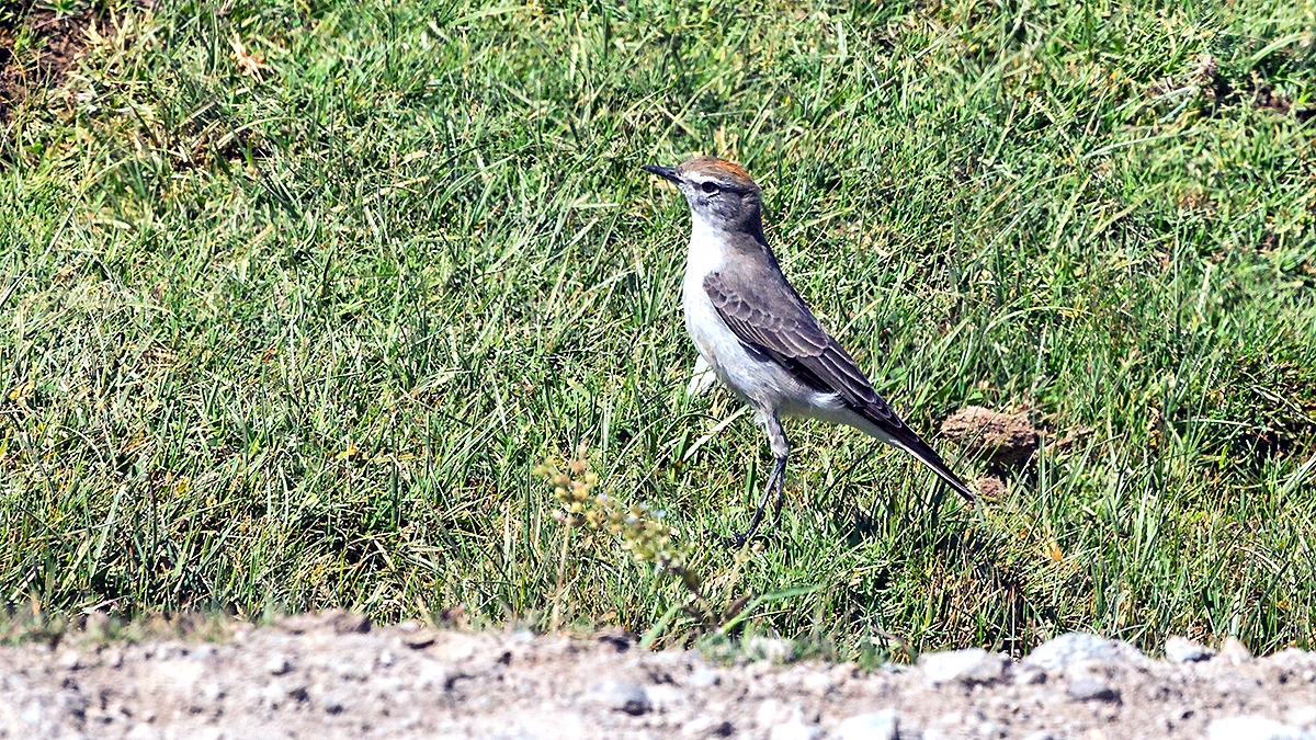 Rufous-naped Ground Tyrant [Muscisaxicola rufivertex rufivertex]