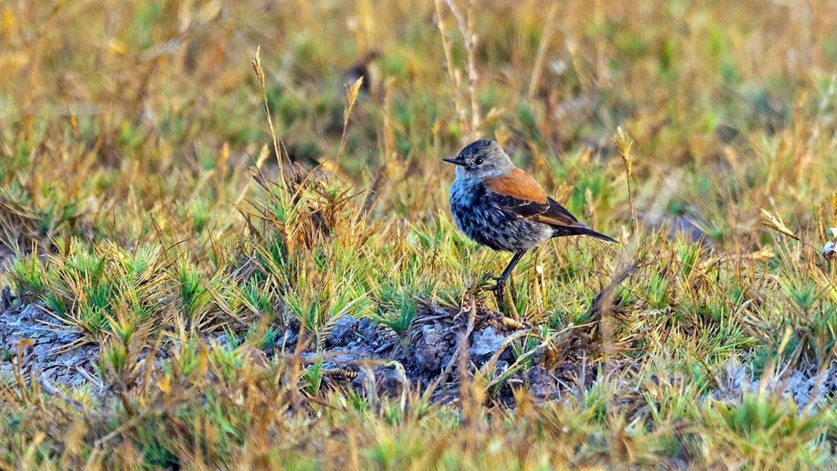 Austral Negrito [Lessonia rufa]
