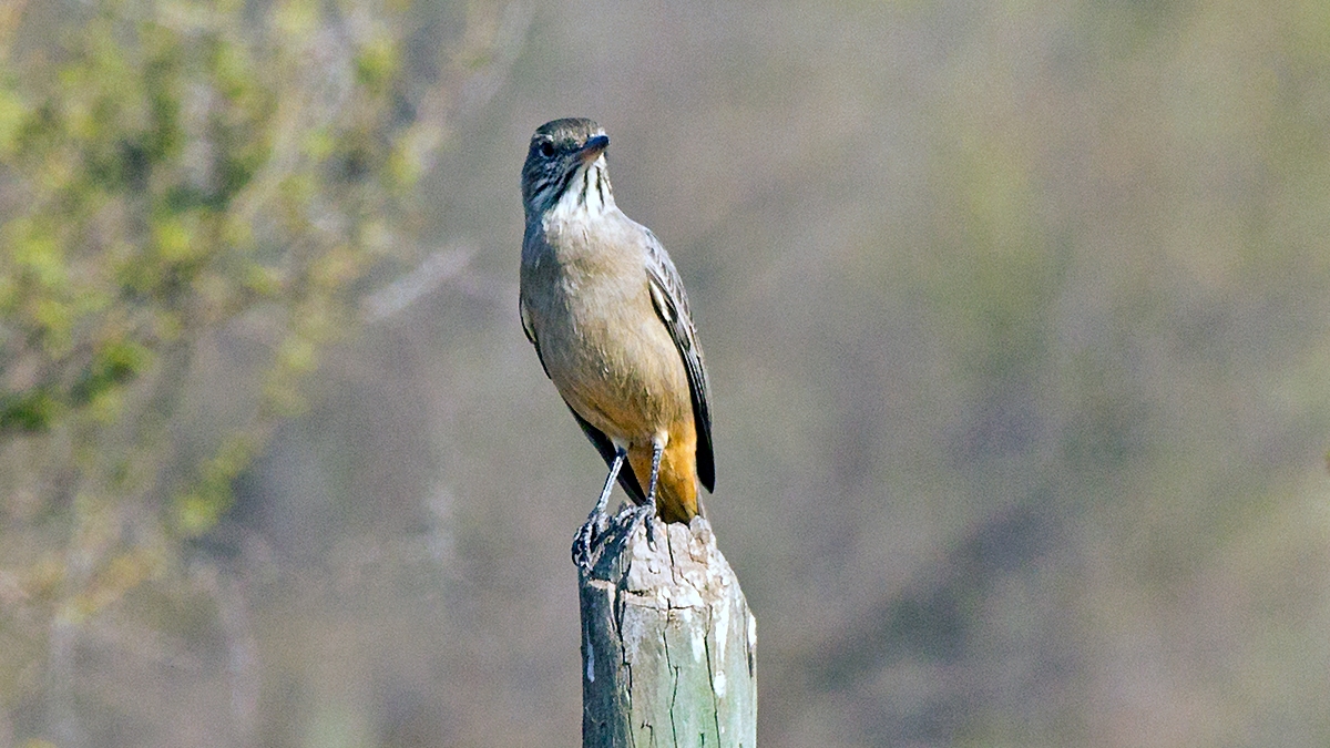 Great Shrike-Tyrant [Agriornis lividus lividus]