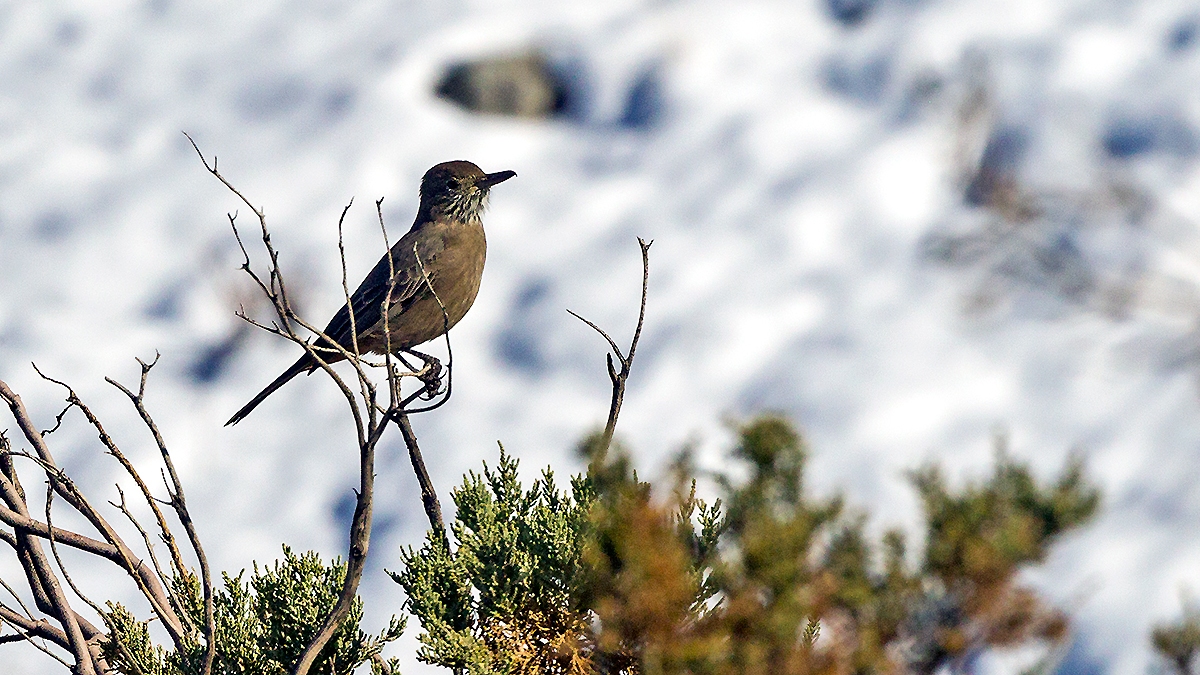 Great Shrike-Tyrant [Agriornis lividus lividus]