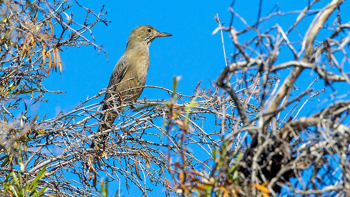 Great Shrike-Tyrant [Agriornis lividus lividus]