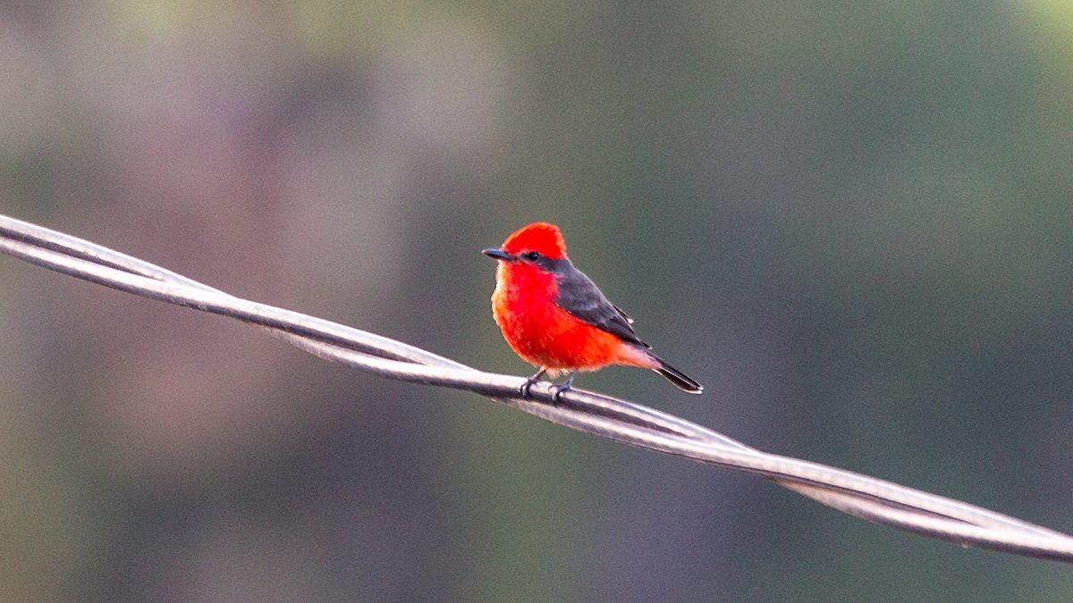 Vermilion Flycatcher [Pyrocephalus obscurus cocachacrae]