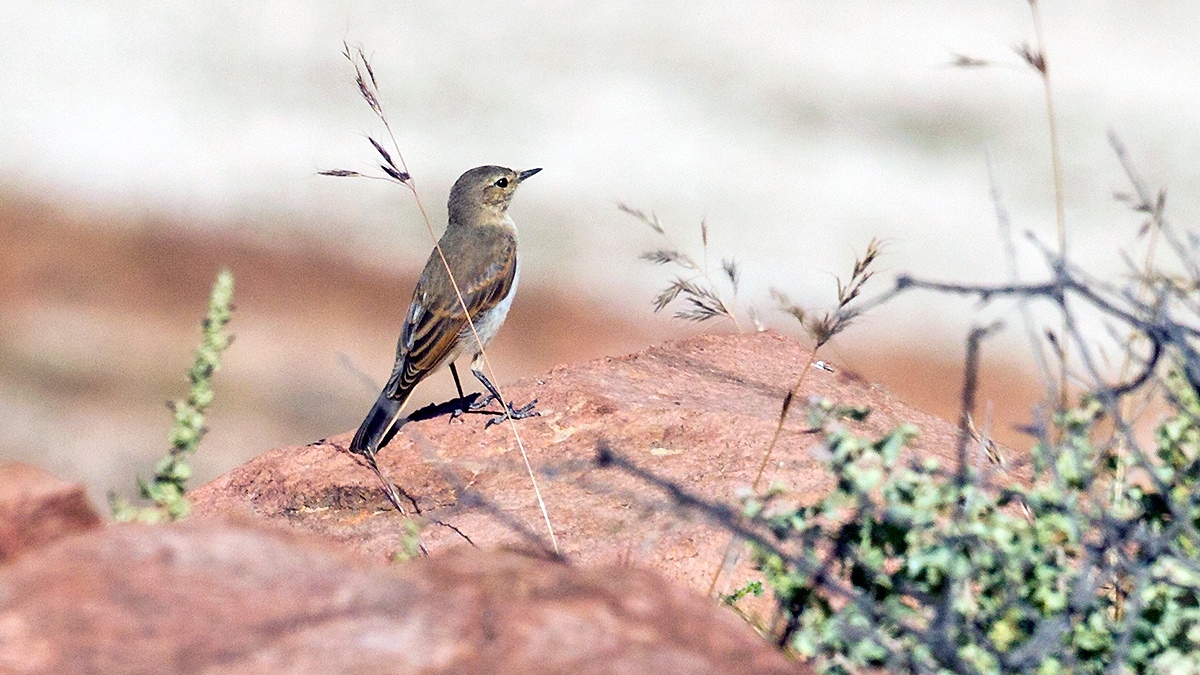Spot-billed Ground Tyrant [Muscisaxicola maculirostris maculirostris]