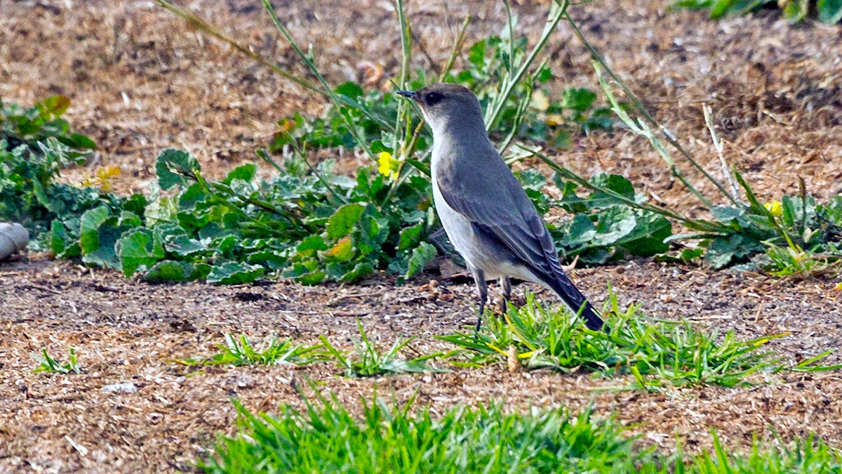 Dark-faced Ground Tyrant [Muscisaxicola maclovianus mentalis]