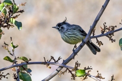 Tufted Tit-Tyrant [Anairetes parulus parulus]