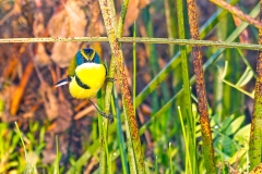Many-colored Rush Tyrant [Tachuris rubrigastra rubrigastra]